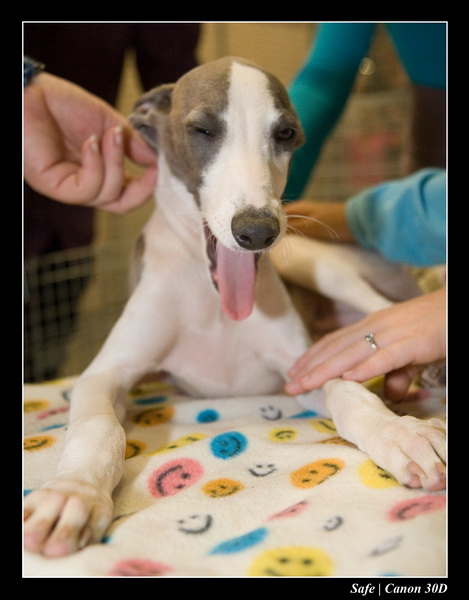 Sep 06 - Salon des animaux de compagnies - 39